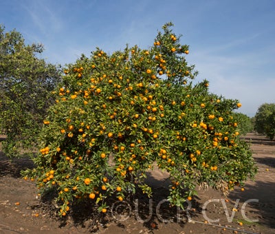 Tien Chieh mandarin crc2590001.jpg