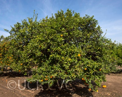 Tien Chieh mandarin crc2590002.jpg