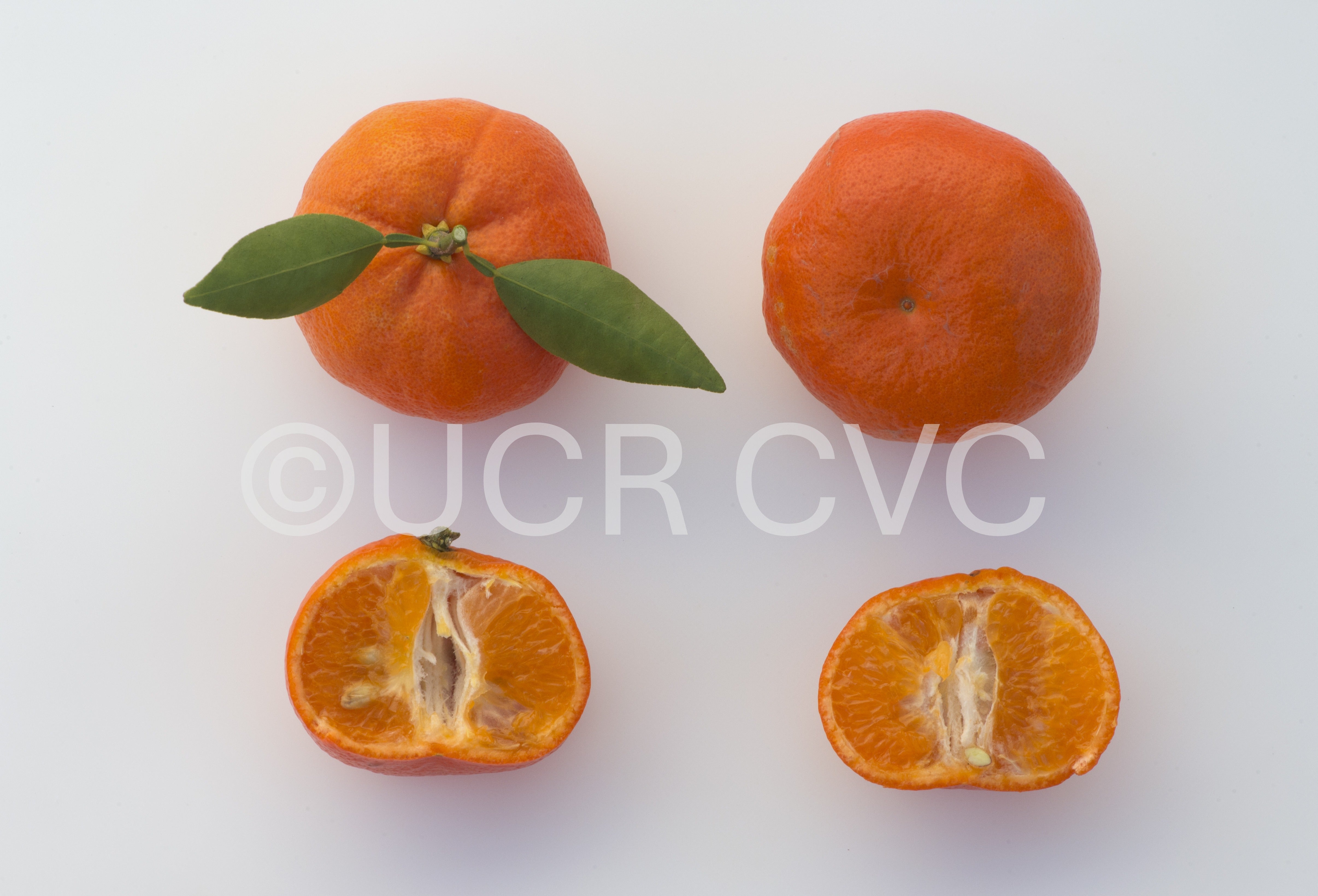 tieu_nucellar_mandarin_rrut_87_008.jpg