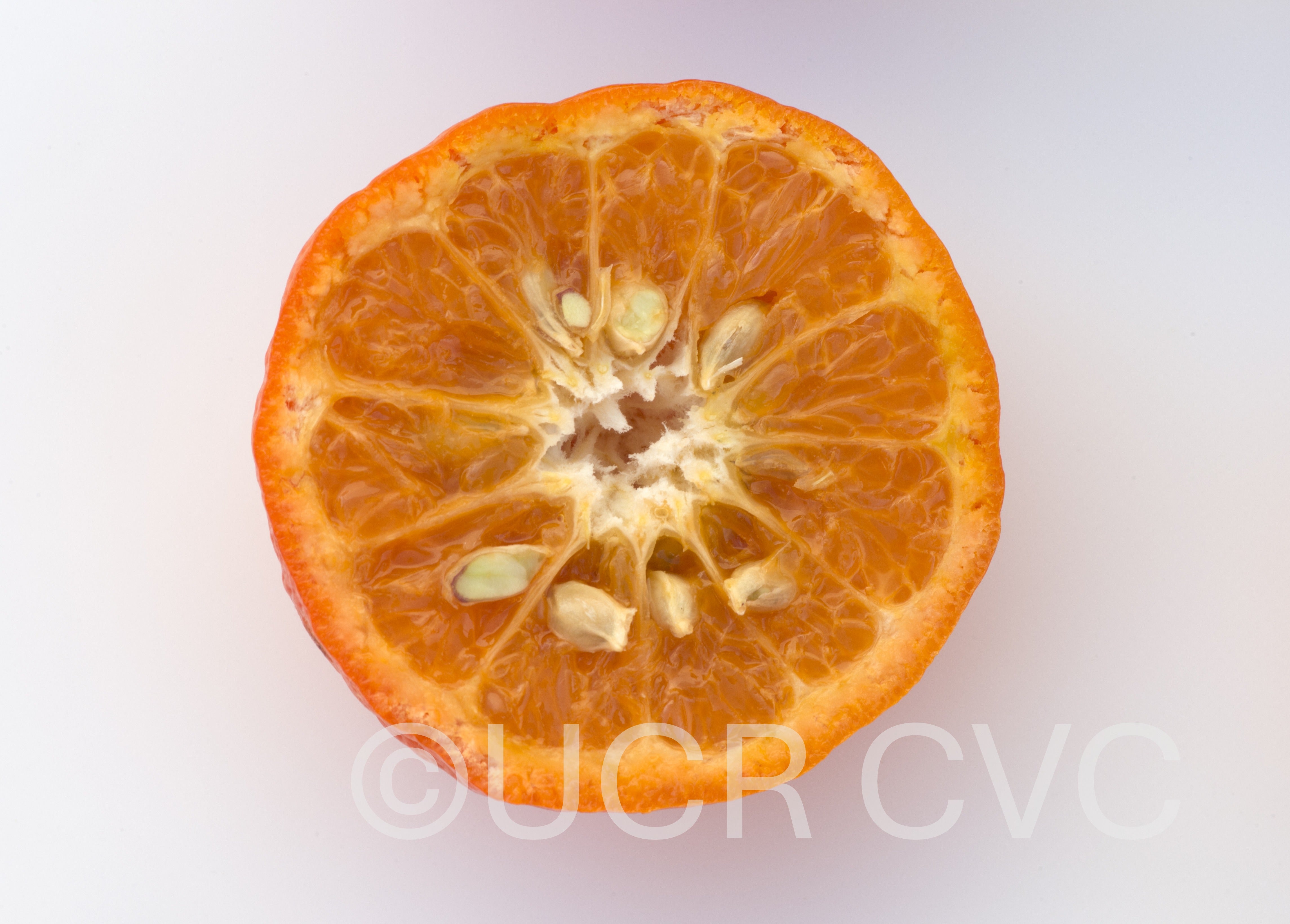 tieu_nucellar_mandarin_rrut_87_009.jpg