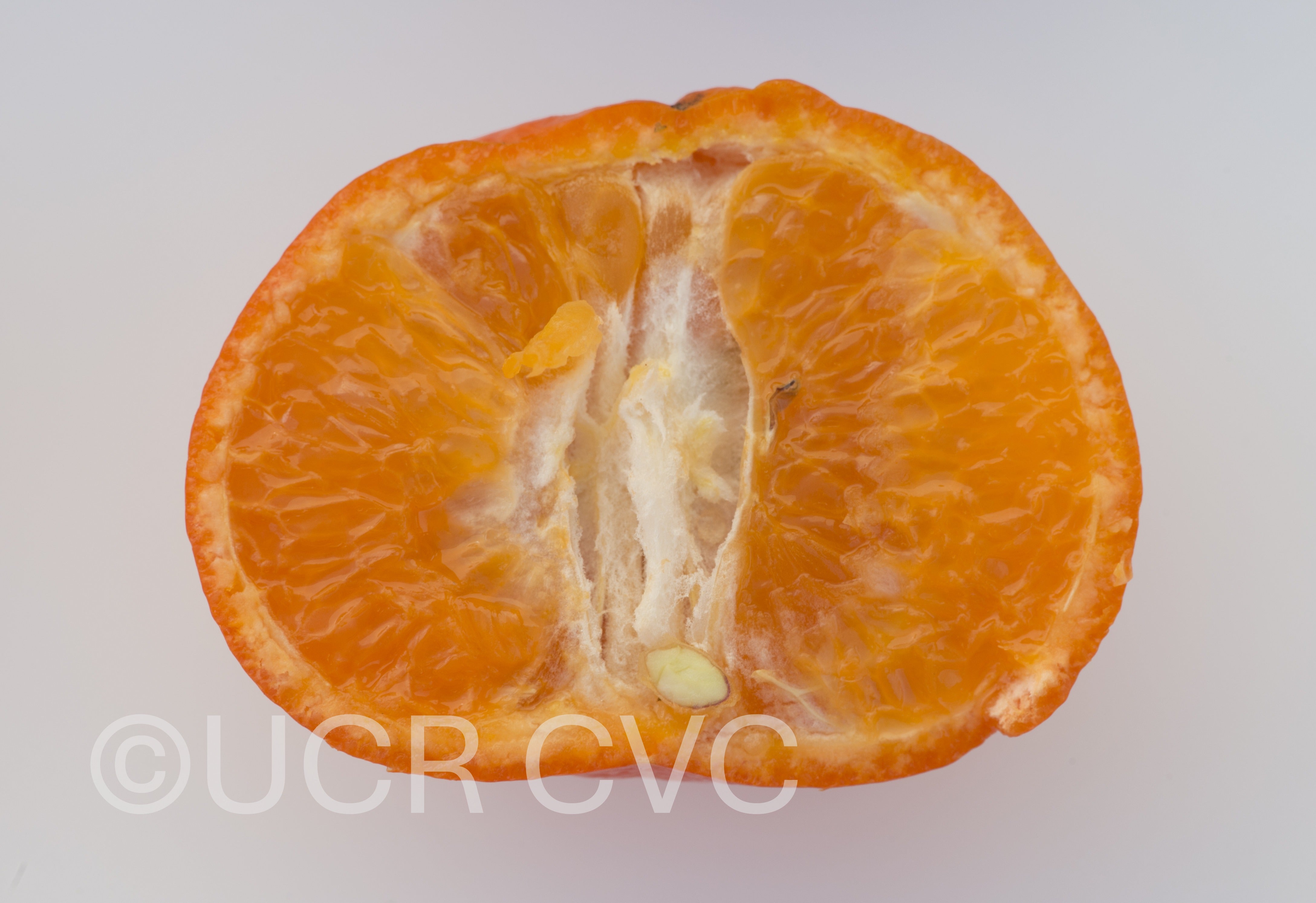 tieu_nucellar_mandarin_rrut_87_010.jpg