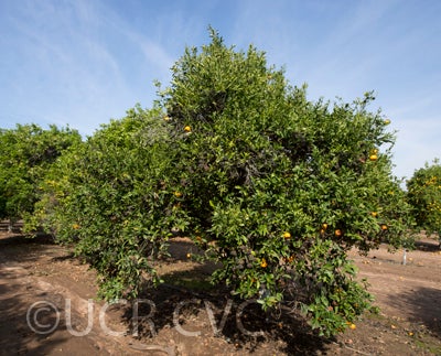 Tim Kat mandarin crc2692001.jpg