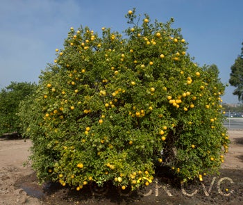 Towne F trifoliate crc3572001.jpg