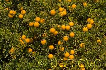 Towne F trifoliate crc3572004.jpg