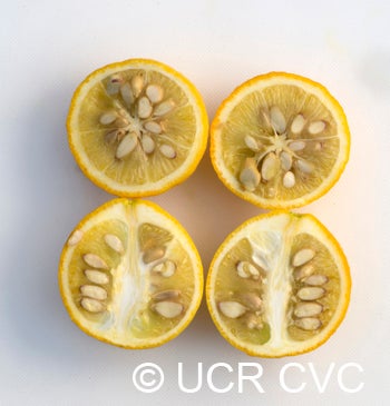 Towne F trifoliate crc3572006.jpg