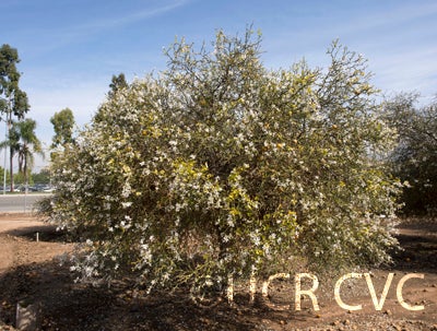 Towne F trifoliate crc3572010.jpg