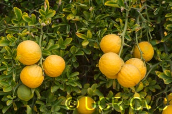 Towne "G" trifoliate crc3207003a.jpg