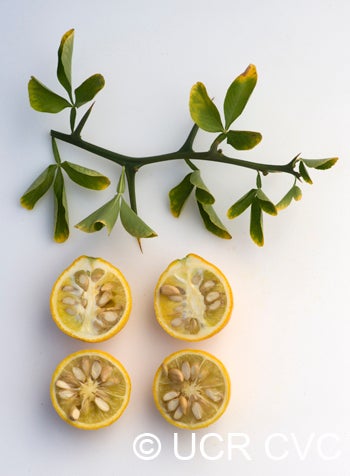 Towne "G" trifoliate crc3207004.jpg