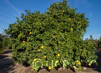 Tresca pummelo crc302001.jpg