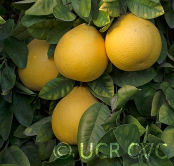 Tresca pummelo crc302005.jpg