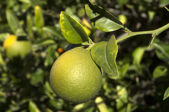trifeola minneola x trifoliate hybrid crc3954005.jpg