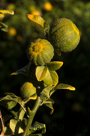 trifoliate22crc4172004_000