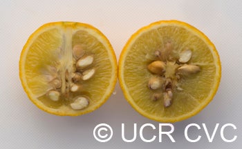 trifoliate22crc4172009