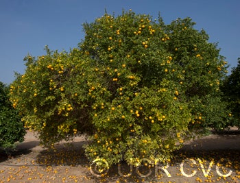 trifoliate26nanjingcrc3939002