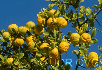 trifoliate26nanjingcrc3939004