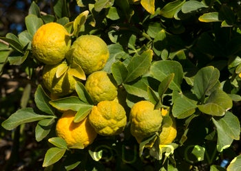 trifoliate26nanjingcrc3939006