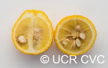 trifoliate26nanjingcrc3939009