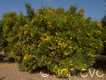 trifoliate27crc3938003