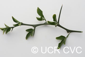 trifoliate27crc3938009
