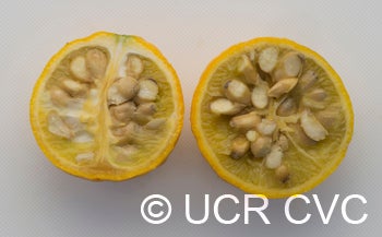 trifoliate27crc3938010