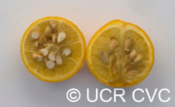 trifoliatecrc4009009