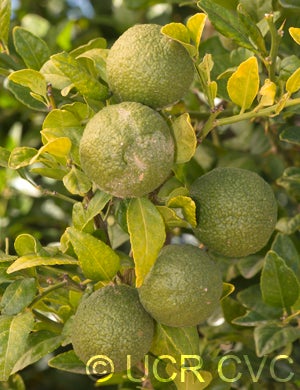 trifoliatexroughlemonhybridngr2616004