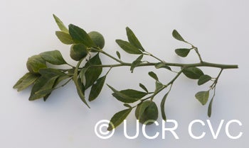 trifoliatexroughlemonhybridngr2616008