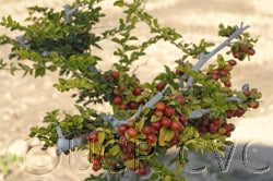 Triphasia trifolia 002_000.jpg