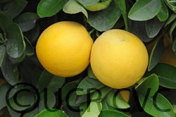 Triumph grapefruit cvc003.jpg