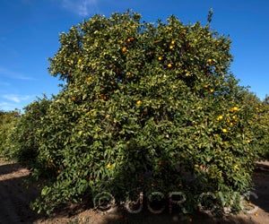 Trovita sweet orange crc3182001.jpg