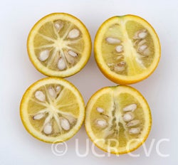 Troyer citrange 1459001.jpg