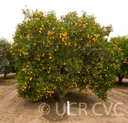 Troyer citrange 1459005.jpg