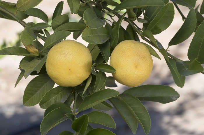 Tuningmeng Rangpur lime crc4139002.jpg