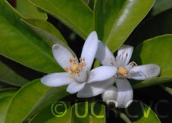 Tunisian sour orange 001.jpg