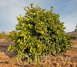 UCR Early Navel Orange crc4087_014.jpg
