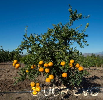 Ueno Satsuma Mandarin crc4223001.jpg