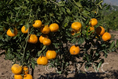 Ueno Satsuma Mandarin crc4223003.jpg