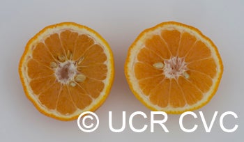 Ugli Tangelo crc2780003.jpg