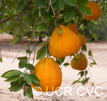 Ugli Tangelo rc2780005.jpg