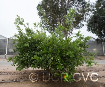 Ugli tangelo crc4171001.jpg