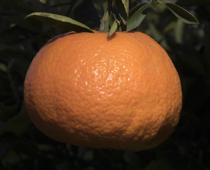 Ugli tangelo crc4171004.jpg