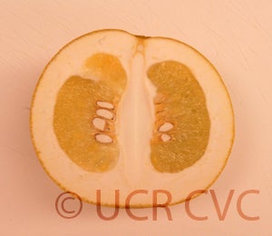 Kao Pan pummelo (CRC 2248) 8001