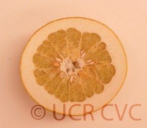 Kao Pan pummelo (CRC 2248) 8002