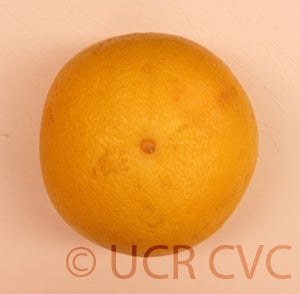 Kao Pan pummelo (CRC 2355) 11002