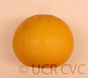 Kao Pan pummelo (CRC 2355) 003