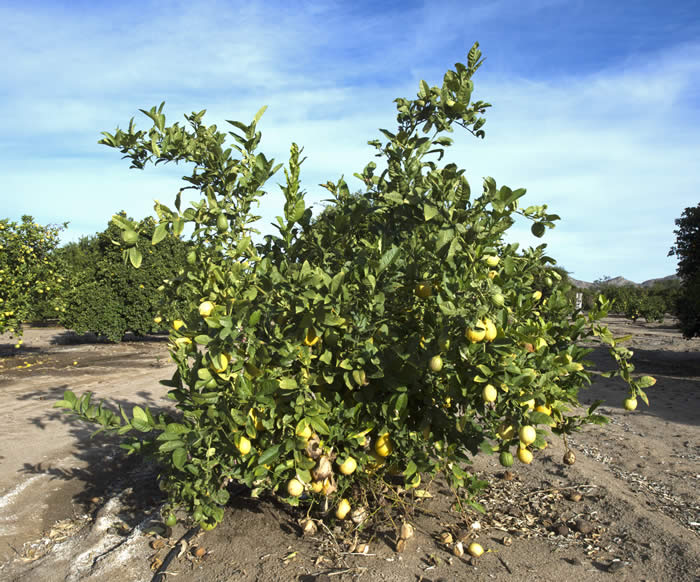 Unnamed Citronex Morocco crc3174001.jpg