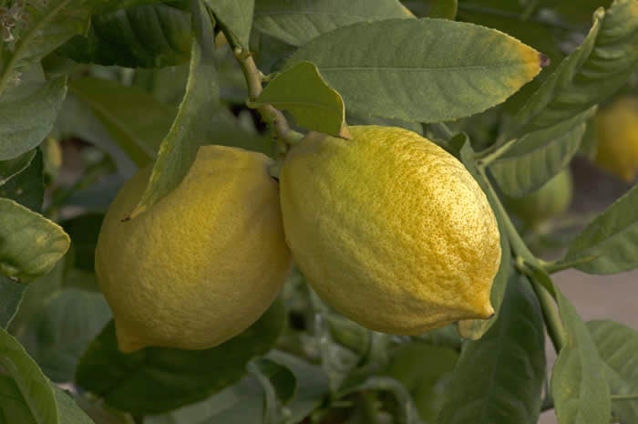 Unnamed Citronex Morocco crc3174002.jpg