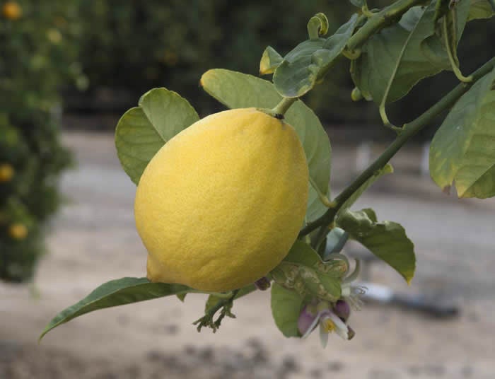 Unnamed Citronex Morocco crc3174003.jpg