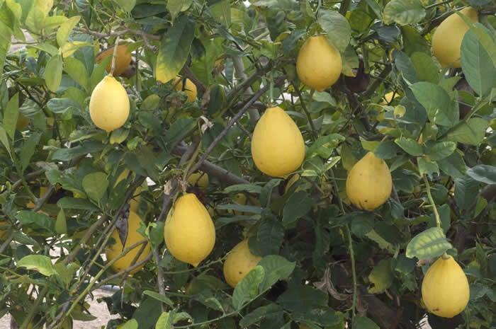 Unnamed Citronex Morocco crc3174005.jpg