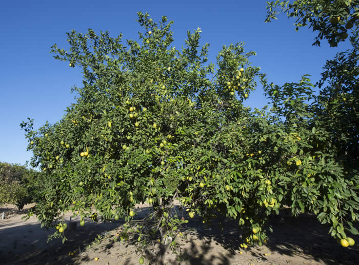 Unnamed Citrus Species Lemon Type crc3155001.jpg